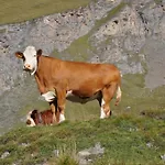 Wallnerhuette Iii Astenblick Mörtschach