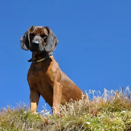 Wallnerhütte Iii Astenblick Ferienhaus