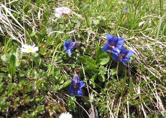 別荘 Wallnerhuette Iii Astenblick Mörtschach