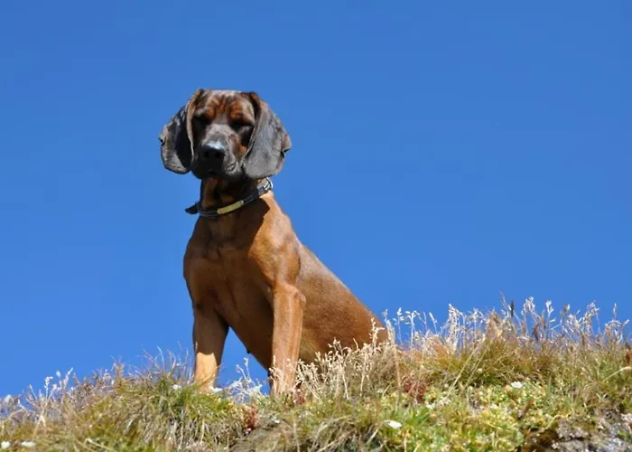 Wallnerhuette Iii Astenblick Feriehus