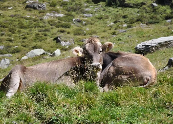 Wallnerhuette Iii Astenblick * Mörtschach