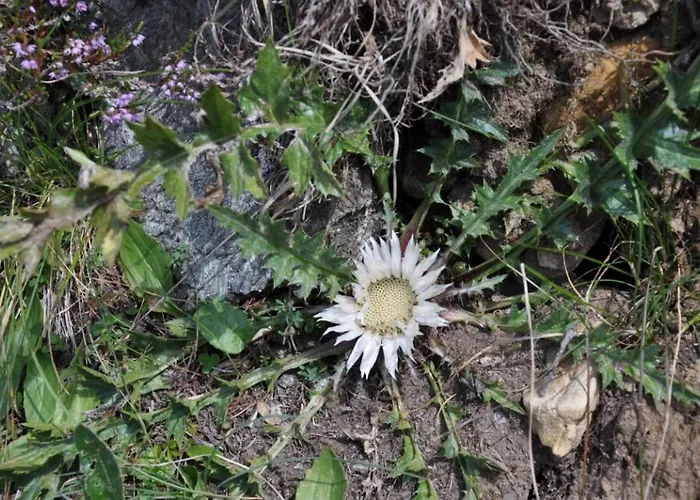 別荘 Wallnerhuette Iii Astenblick Mörtschach
