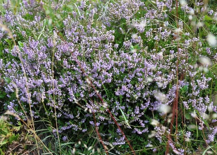 Wallnerhütte Iii Astenblick Ferienhaus *